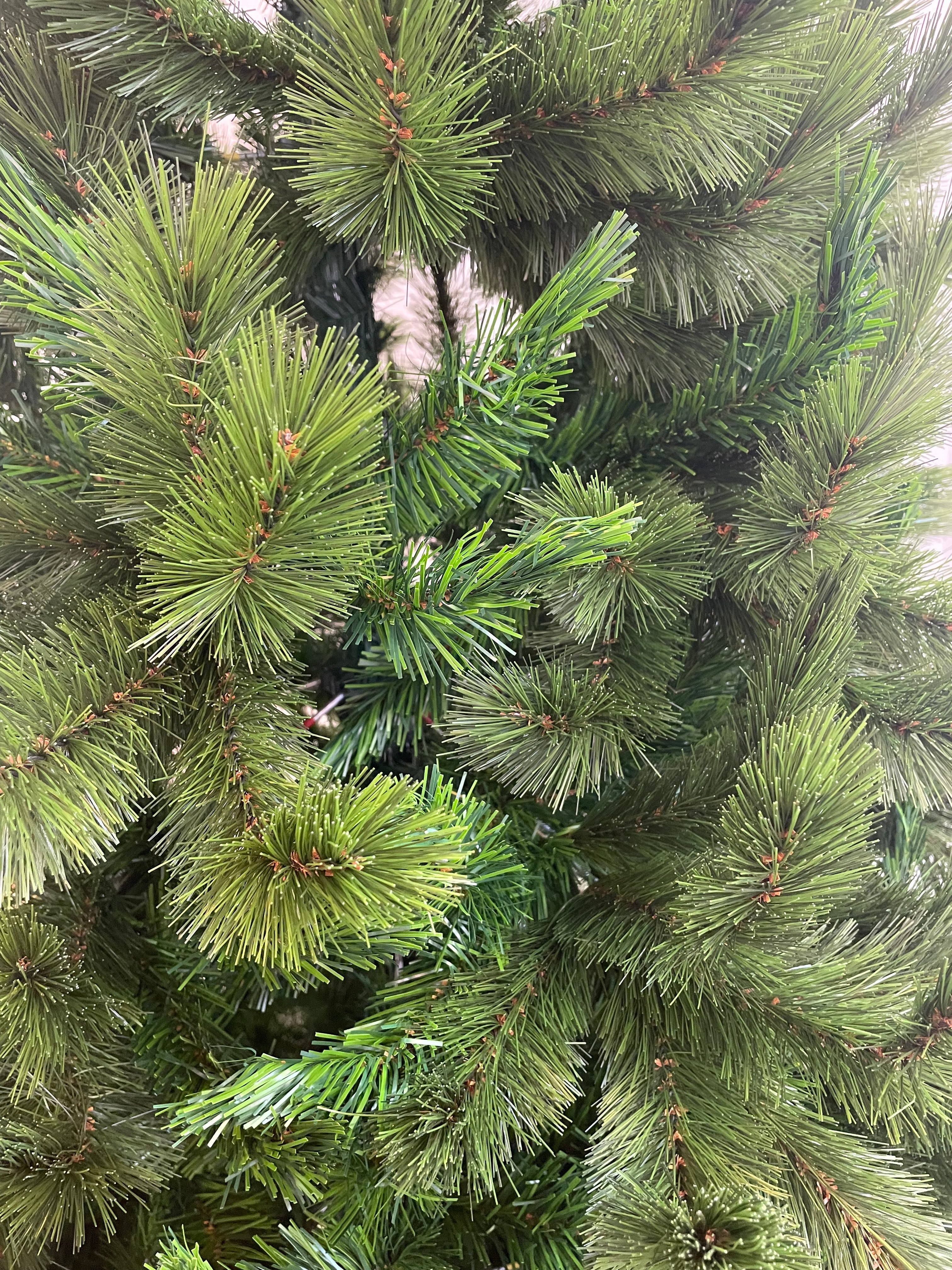 Árbol Rossmoor