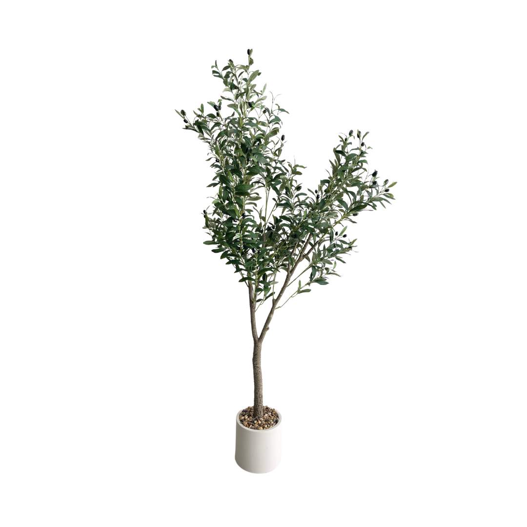 Árbol de Olivo Verde Maceta