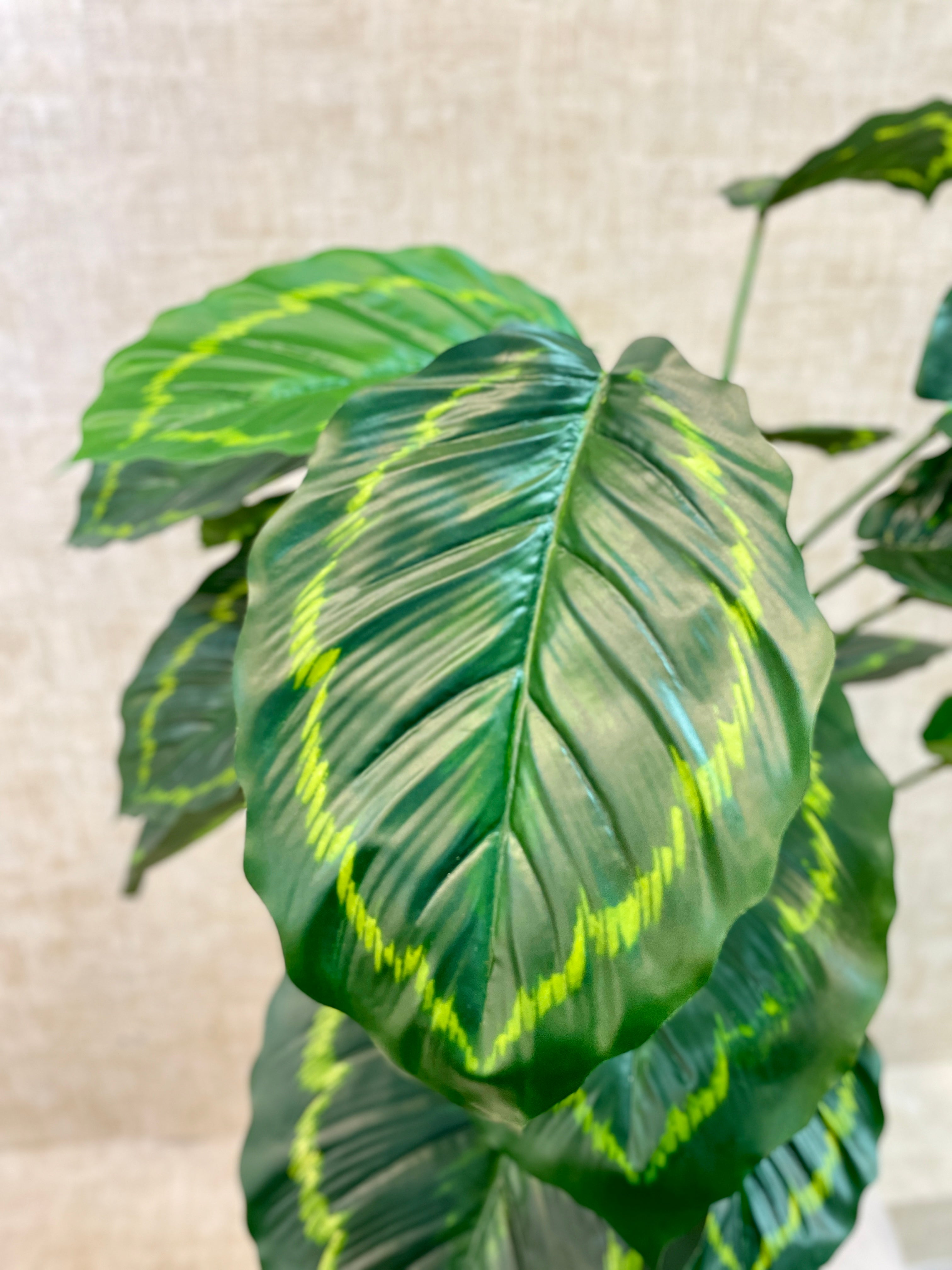 Planta Tronco Hojas Ovalada