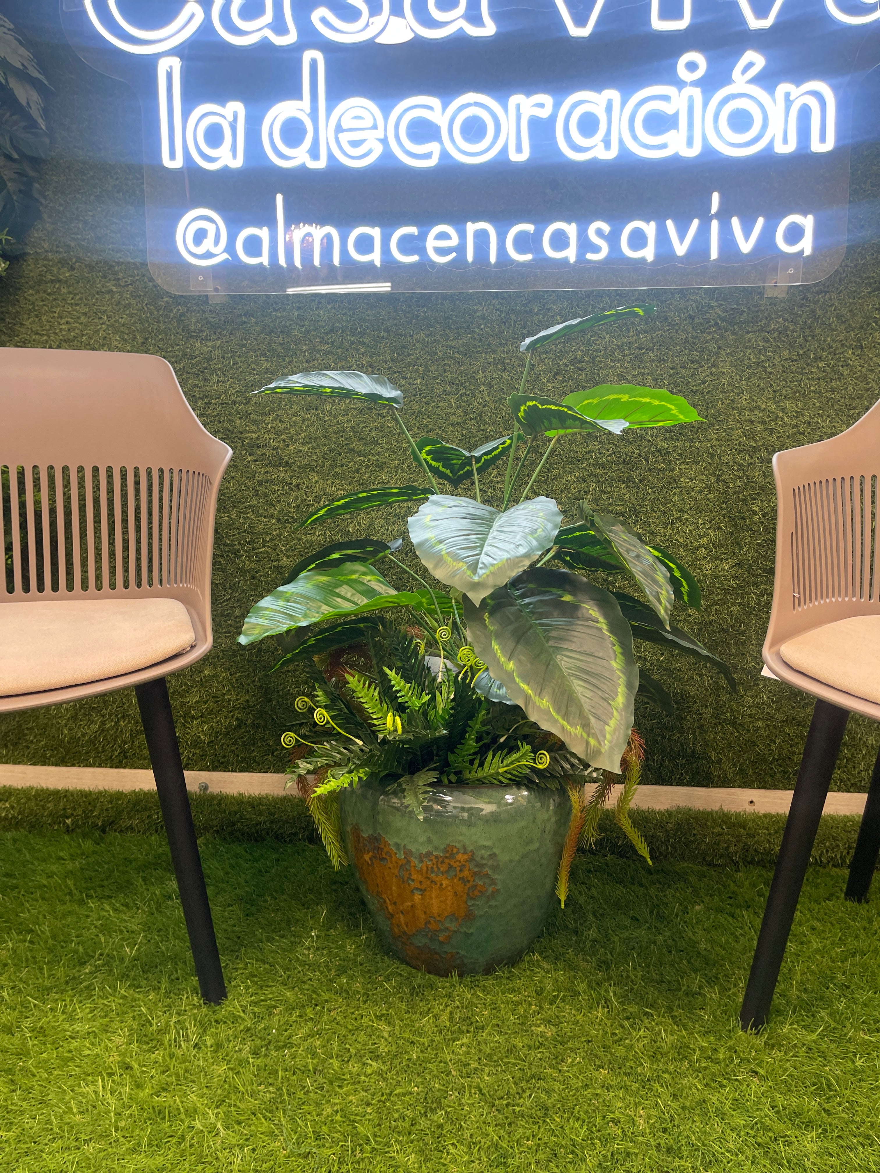 Planta Tronco Hojas Ovalada