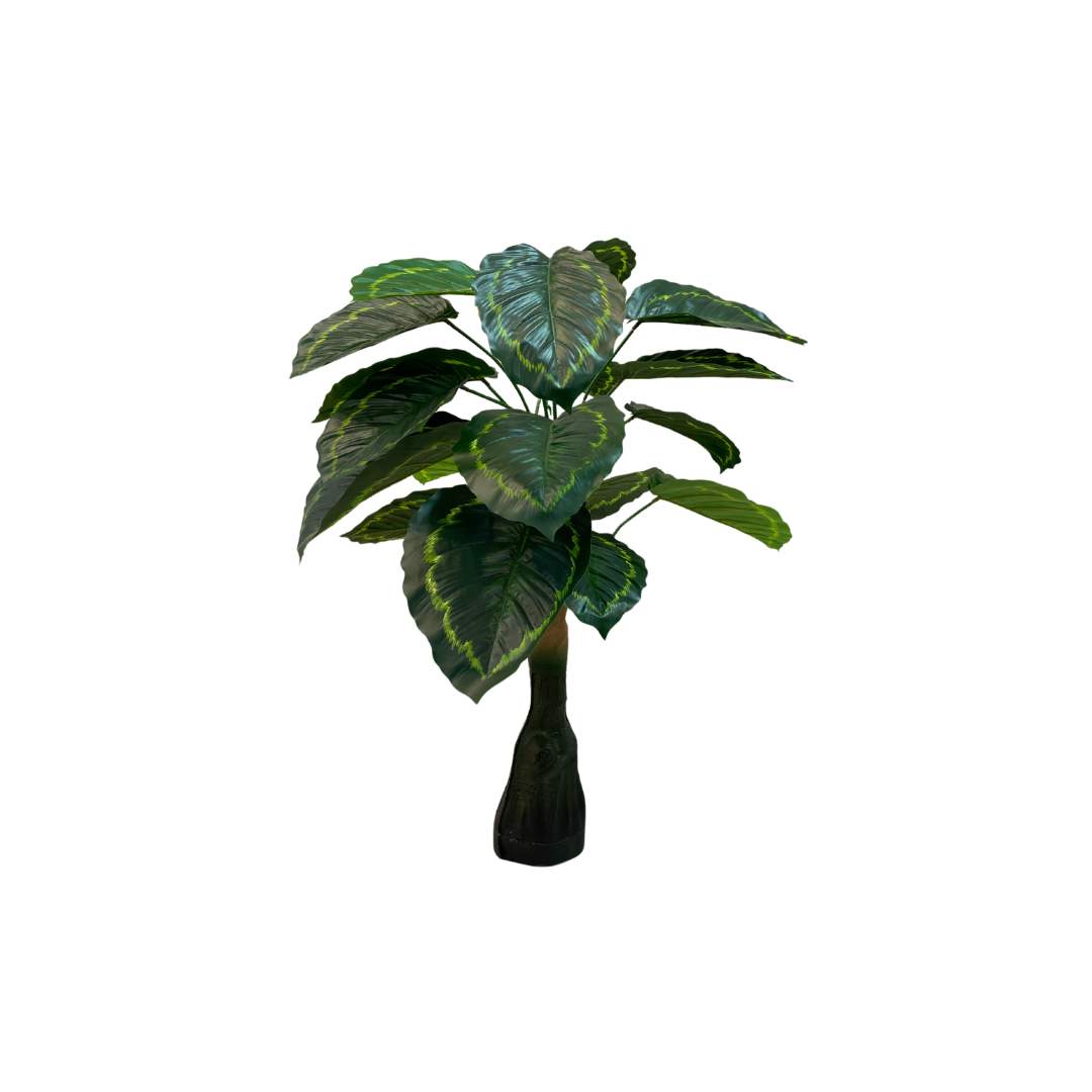 Planta Tronco Hojas Ovalada