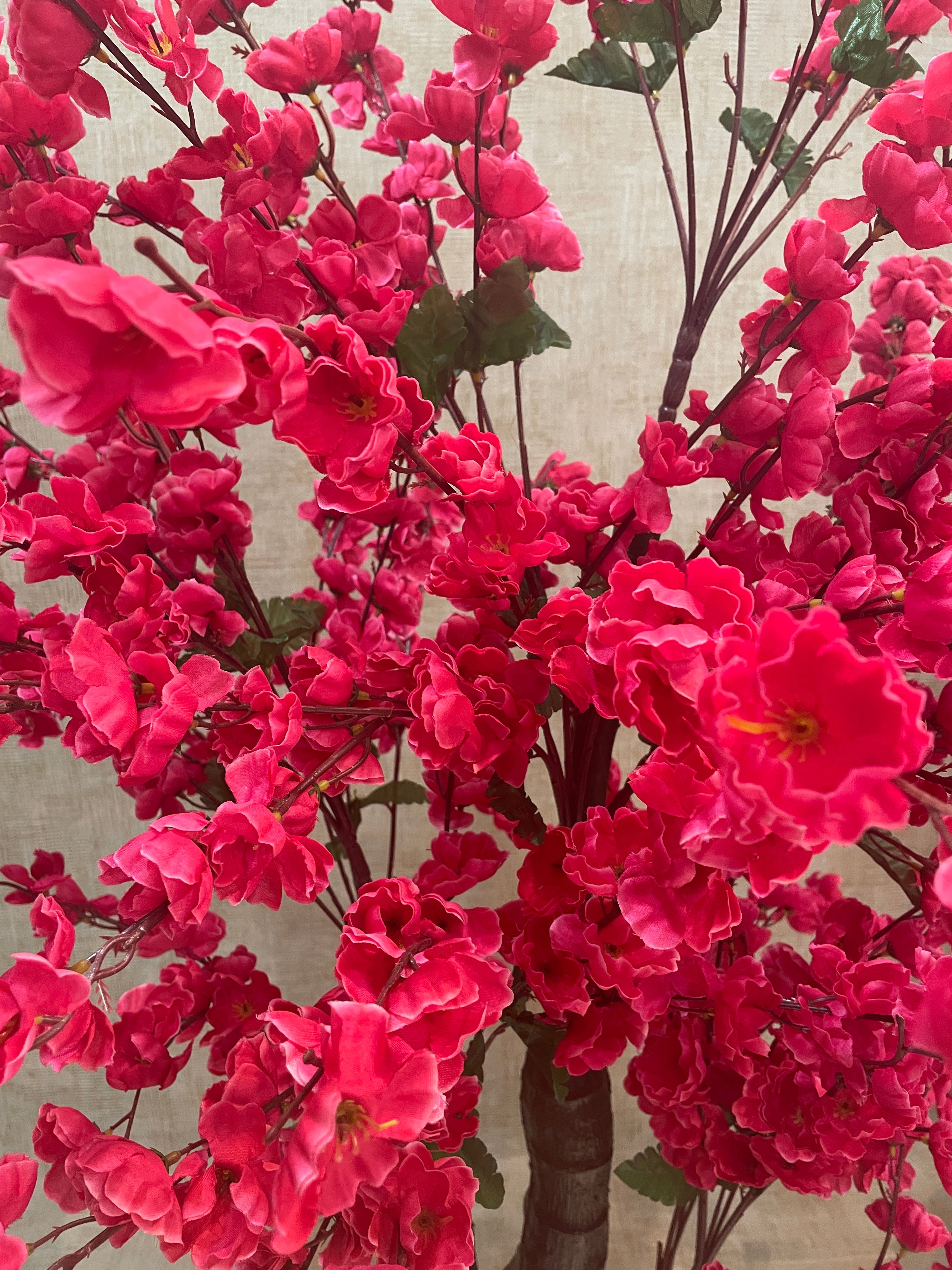 Planta Cerezos x3 Troncos Fucsia