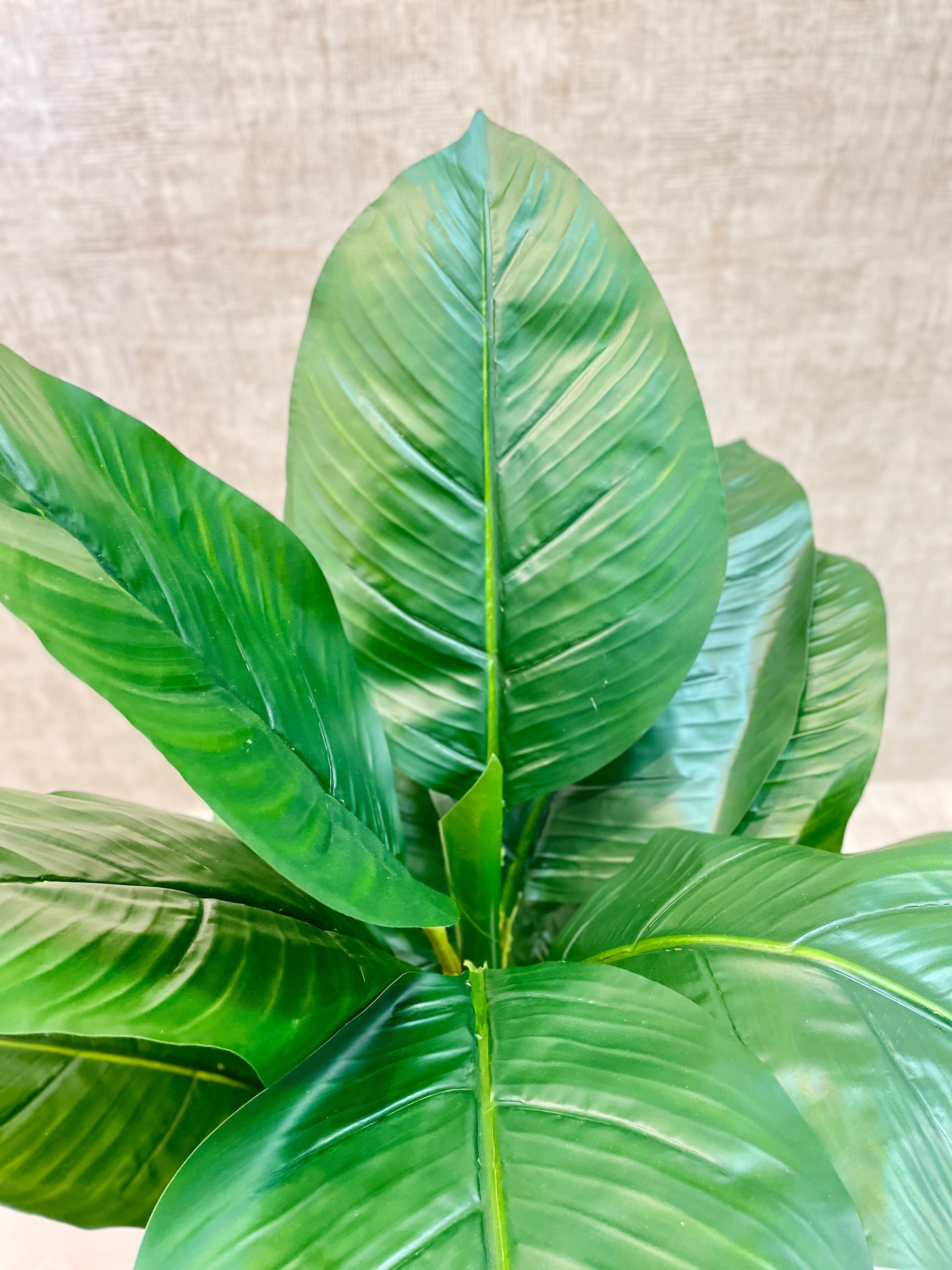 Planta x3 Troncos Hojas Platano