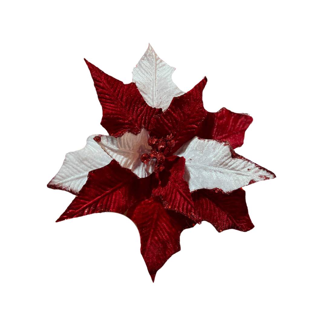 Poinsetia Combinada Rojo Blanco