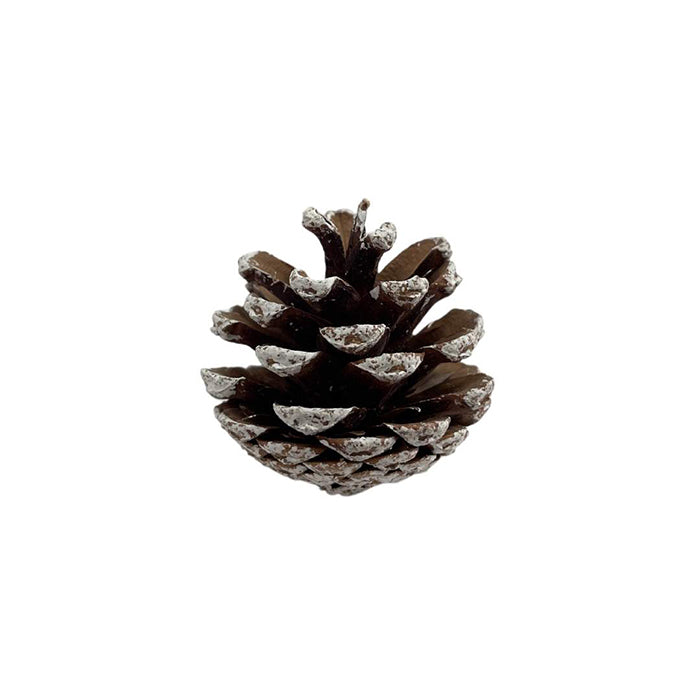 Tubo x12 Piñas Natural